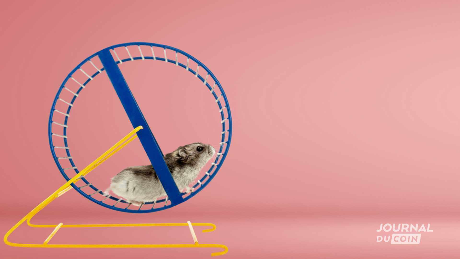 M. Goxx, le hamster qui comprend mieux le trading de Bitcoin que vous -  Journal du Coin